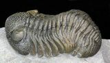 Austerops (Phacops) Trilobite - Great Eyes #40134-2
